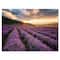 Designart - Sunrise & Dramatic Clouds Over Lavender Field VI - Farmhouse Canvas Wall Art Print